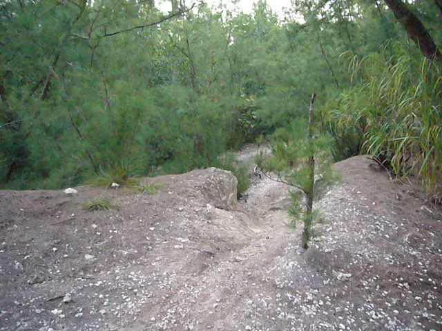 A narrow, rugged path winding through a dense grove of green foliage and small pine-like trees, with rocky soil and scattered pebbles visible along the trail. Oleta River State Park mountain bike trail.