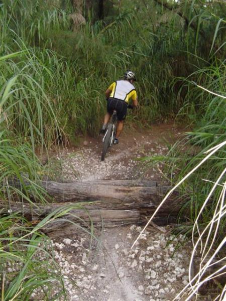 A mountain biker navigating a trail surrounded by tall grass and dense vegetation, approaching a fallen log that crosses the path. Oleta River State Park mountain bike trail.