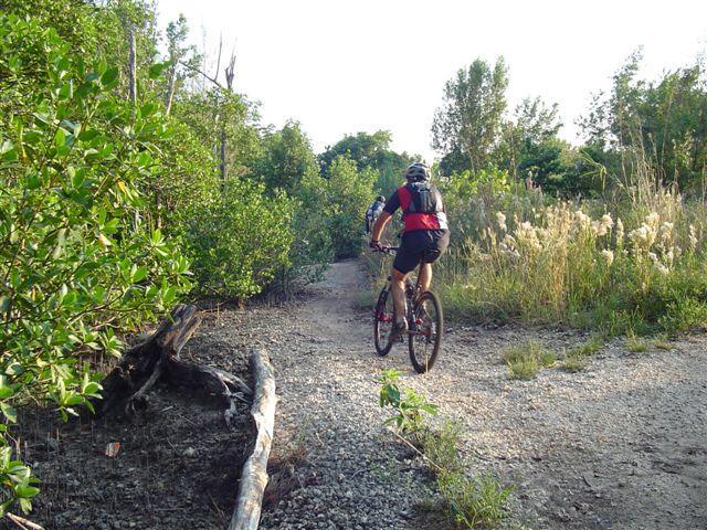 A person riding a mountain bike on a dirt trail surrounded by lush greenery and tall grass. The cyclist is wearing a helmet and a red and black outfit, navigating through a natural landscape. Oleta River State Park mountain bike trail.