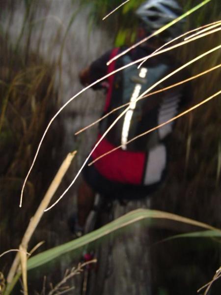 A cyclist navigating a narrow path through tall grass or vegetation, captured from behind with a focus on the surrounding foliage. The cyclist is wearing a helmet and has a backpack, suggesting an outdoor adventure or mountain biking experience. The image has a slightly blurred effect due to the foreground grass. Oleta River State Park mountain bike trail.