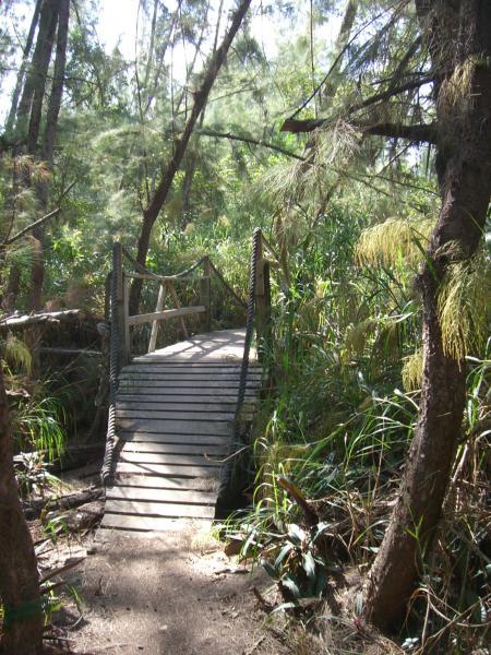 Alt text: A wooden bridge surrounded by lush green vegetation and trees, leading into a natural landscape. Sunlight filters through the leaves, creating a serene and inviting atmosphere. Oleta River State Park mountain bike trail.