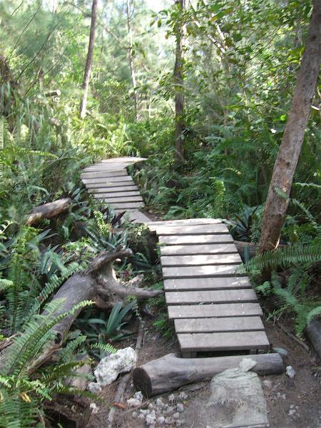 A winding wooden pathway through a lush green forest, surrounded by ferns and other foliage, leading deeper into the woods. Oleta River State Park mountain bike trail.