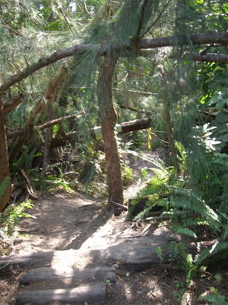 A dense, overgrown path winding through trees and ferns in a wooded area, with sunlight filtering through the foliage. The ground is earthy and uneven, featuring some logs along the pathway. Oleta River State Park mountain bike trail.