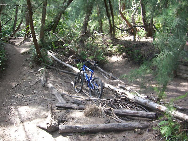 A blue mountain bike leaning against fallen logs in a wooded trail surrounded by dense greenery. The scene captures the natural terrain with dirt paths and scattered branches in a sunny, shaded environment. Oleta River State Park mountain bike trail.