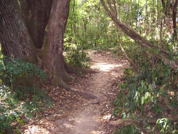 A winding dirt path through a lush green forest, bordered by tall trees and dense vegetation. Sunlight filters through the leaves, casting dappled light along the trail. Fallen leaves cover the ground, adding to the natural ambiance. Tom Brown / Lafayette Heritage Park mountain bike trail.