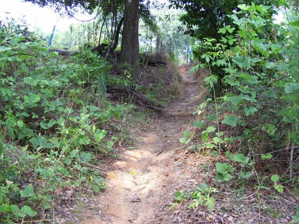 A dirt path winding through a lush green forest, surrounded by trees and dense underbrush. The trail is slightly uneven, with patches of dry soil and scattered leaves, leading to a clearing ahead. Tom Brown / Lafayette Heritage Park mountain bike trail.