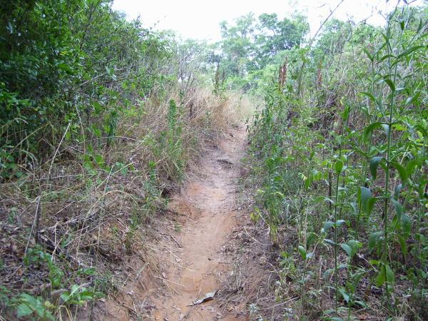 A narrow dirt path surrounded by overgrown vegetation, including tall grass and bushes, leading into a wooded area. The trail is slightly worn and appears to be less traveled, with trees and greenery in the background under a cloudy sky. Tom Brown / Lafayette Heritage Park mountain bike trail.