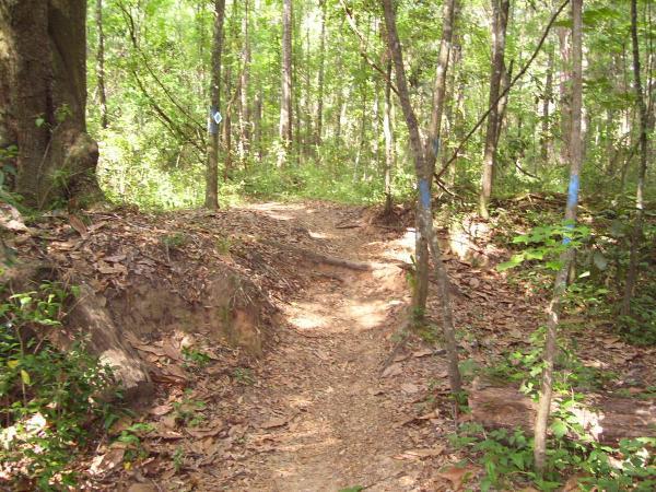 A narrow, winding trail through a dense forest, surrounded by green trees and underbrush. The path is lined with leaves and partially exposed soil, with blue markers on the trees indicating the trail direction. Sunlight filters through the foliage, creating a tranquil outdoor scene. Tom Brown / Lafayette Heritage Park mountain bike trail.
