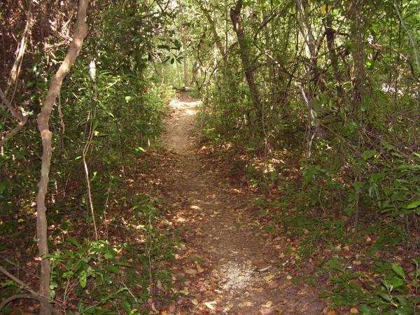 A narrow dirt path winding through a lush, green forest, surrounded by dense vegetation and fallen leaves. The light filters through the trees, creating a serene and inviting atmosphere. Tom Brown / Lafayette Heritage Park mountain bike trail.