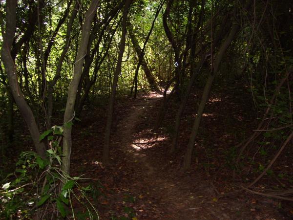 A narrow dirt path winding through a dense, leafy forest, surrounded by tall trees and underbrush, with patches of sunlight breaking through the foliage. Tom Brown / Lafayette Heritage Park mountain bike trail.
