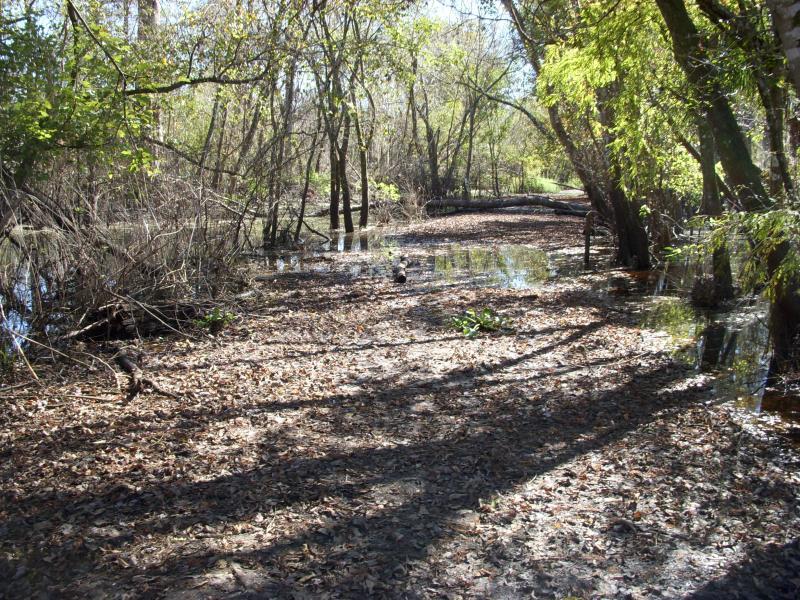 A tranquil scene of a wooded area with a waterlogged path, surrounded by trees with green leaves and fallen leaves scattered on the ground. Pockets of water reflect the sunlight, creating a serene atmosphere in nature.  Environmental Center mountain bike trail.