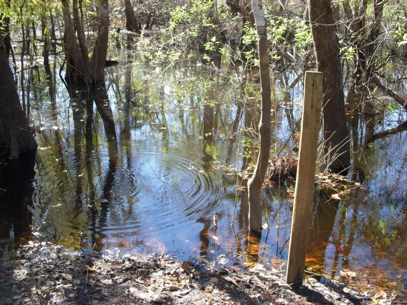 A peaceful wetland scene featuring calm, reflective water surrounded by trees. The surface of the water is disturbed by gentle ripples, and a wooden post is visible on the right side, partially submerged in the water. The area is characterized by lush green foliage and earthy tones from fallen leaves and branches. Environmental Center mountain bike trail.