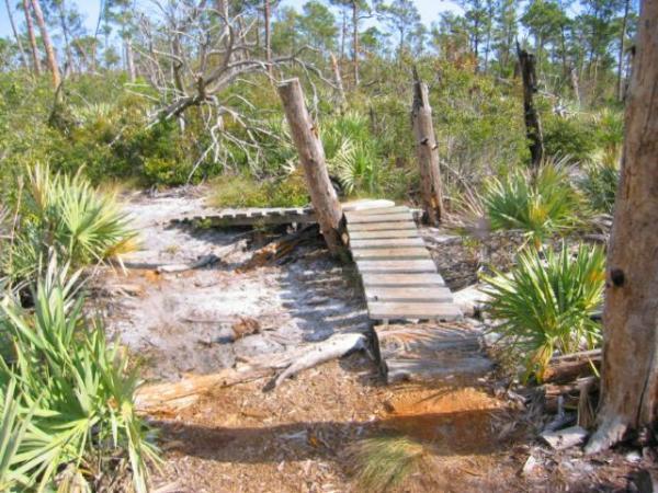 A wooden footbridge crossing a small wet area in a natural landscape, surrounded by lush green vegetation, palm-like plants, and partially bare trees. The scene is bright and sunny, with a clear blue sky in the background. Jonathan Dickinson State Park mountain bike trail.