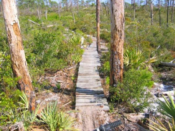 A wooden boardwalk winding through a lush green landscape, flanked by tall trees and dense shrubs, under a clear blue sky. The path is surrounded by various plants, indicating a natural, outdoor setting. Jonathan Dickinson State Park mountain bike trail.