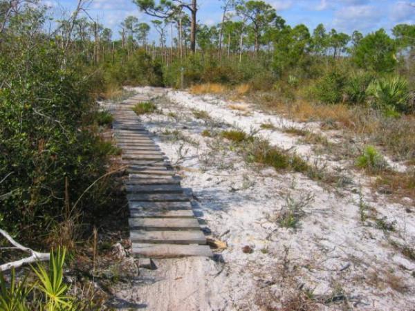 A wooden boardwalk leading through a sandy path surrounded by shrubs and small trees in a natural landscape. The scene is set against a backdrop of blue skies and scattered clouds, capturing a tranquil outdoor environment. Jonathan Dickinson State Park mountain bike trail.