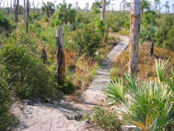 A narrow wooden walkway leading through a lush, green landscape with scattered palm trees and tall grass, surrounded by patches of underbrush and remnants of tree stumps. The path gently slopes downwards, inviting exploration of the natural area. Jonathan Dickinson State Park mountain bike trail.