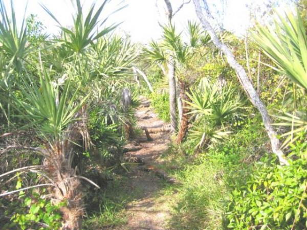 A narrow path winding through lush vegetation, surrounded by tall, spiky palm leaves and greenery, typical of a tropical or subtropical environment. Sunlight filters through the foliage, creating a bright and inviting atmosphere. Jonathan Dickinson State Park mountain bike trail.