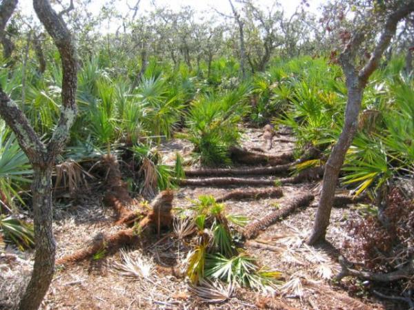 A dense area of vegetation featuring various palm plants and fallen tree trunks, surrounded by trees. The ground is covered with leaves and plant debris, illustrating a natural forest ecosystem. Jonathan Dickinson State Park mountain bike trail.