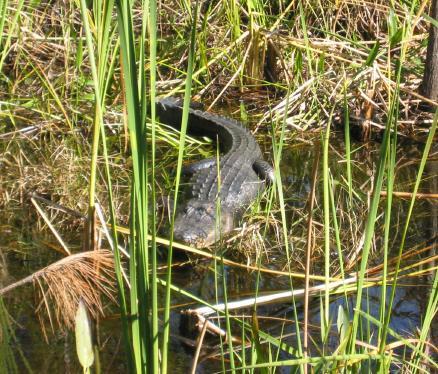 A crocodile partially submerged in a wetland area, surrounded by tall grasses and reeds. The water reflects the green of the vegetation. Jonathan Dickinson State Park mountain bike trail.