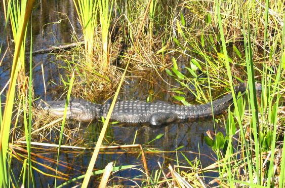An alligator resting on a bank surrounded by tall grasses and water in a natural wetland habitat. Jonathan Dickinson State Park mountain bike trail.