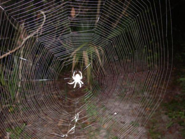 A close-up image of a spider in the center of a well-defined web, suspended in a dark outdoor setting surrounded by foliage. The web features a geometric pattern with numerous strands, while the spider appears small and white against the intricate backdrop of its web. Jonathan Dickinson State Park mountain bike trail.