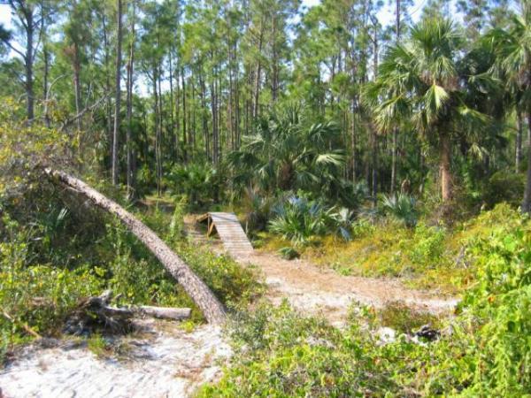 A scene of a lush, green forest showcasing tall pine trees and tropical vegetation, with a wooden bridge leading over a pathway through the dense undergrowth. Sunlight filters through the leaves, creating a serene and inviting atmosphere. Jonathan Dickinson State Park mountain bike trail.