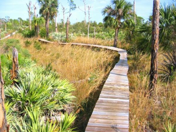 A wooden boardwalk winding through a natural landscape of tall grass and palm trees, surrounded by a mix of lush vegetation and sparse trees under a clear blue sky. Jonathan Dickinson State Park mountain bike trail.
