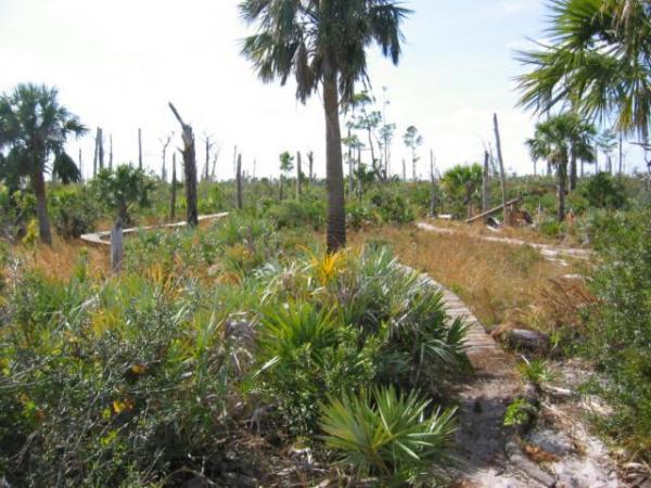 A lush landscape featuring a mix of palm trees and dense underbrush, with patches of tall grass surrounding remnants of trees, some of which are standing and others fallen. The scene is set under a bright sky, suggesting a warm, sunny day in a natural environment. Jonathan Dickinson State Park mountain bike trail.