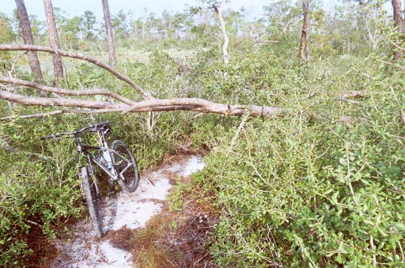 A mountain bike rests on a narrow dirt path surrounded by dense greenery and low-hanging branches, with trees visible in the background under a clear sky. Jonathan Dickinson State Park mountain bike trail.