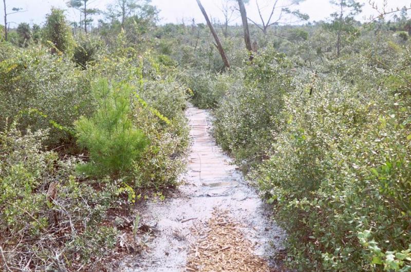 A narrow wooden path winding through dense greenery in a forested area, surrounded by shrubs and small trees under a bright sky. Jonathan Dickinson State Park mountain bike trail.