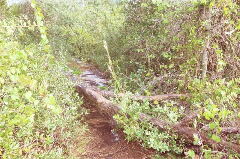 A narrow dirt path surrounded by dense greenery, featuring overgrown shrubs and fallen logs, inviting exploration in a natural setting. Jonathan Dickinson State Park mountain bike trail.