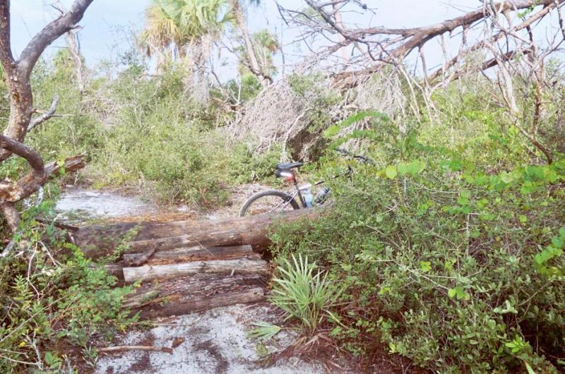 A mountain bike parked beside a rough, overgrown path in a dense forest area, with fallen logs and thick greenery surrounding the scene. Palm trees and underbrush are visible in the background. Jonathan Dickinson State Park mountain bike trail.