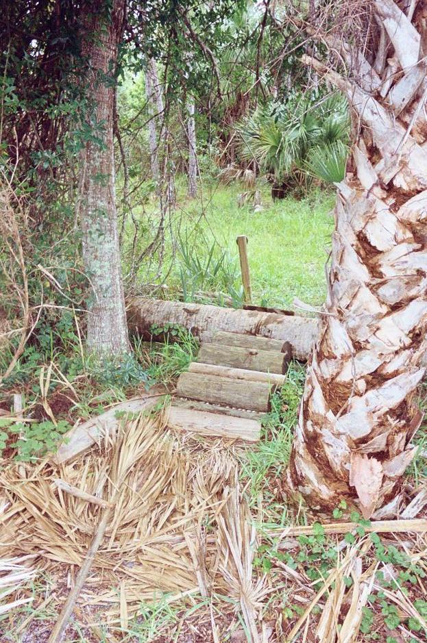 A wooden staircase made of planks leads into a green, natural area surrounded by trees and palm fronds. The setting features a mix of lush vegetation and fallen leaves, creating a serene, earthy atmosphere. Jonathan Dickinson State Park mountain bike trail.
