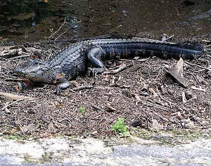 A black caiman resting on the ground near a body of water, surrounded by dirt, leaves, and debris. The caiman