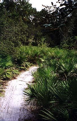 A winding dirt path surrounded by lush greenery and palm-like plants, leading through a dense forest. The scene suggests a tranquil, natural setting. Morris Bridge Park mountain bike trail.