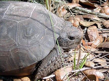 A close-up of a tortoise resting on the ground, surrounded by dry leaves and grass. The tortoise has a textured, shell with hexagonal patterns and appears focused on its surroundings. Morris Bridge Park mountain bike trail.