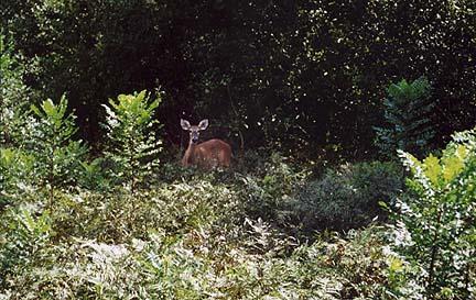A deer standing among lush green vegetation in a forested area, surrounded by ferns and bushes. The deer is looking towards the camera, partially hidden by the dense foliage. Morris Bridge Park mountain bike trail.