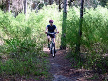 A person riding a mountain bike along a dirt trail surrounded by lush greenery and tall plants in a forest setting. The cyclist is wearing a helmet and casual athletic clothing. Morris Bridge Park mountain bike trail.