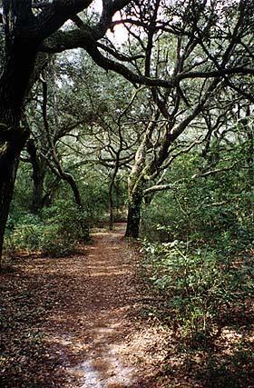 A winding dirt path through a dense forest, surrounded by tall trees and lush greenery. The branches create a natural canopy overhead, with sunlight filtering through the leaves, casting dappled shadows on the ground. Morris Bridge Park mountain bike trail.
