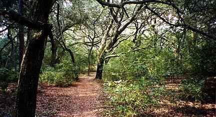 A serene woodland scene featuring a dirt path winding through lush green foliage, surrounded by tall trees with sprawling branches and dappled sunlight filtering through the leaves. Morris Bridge Park mountain bike trail.