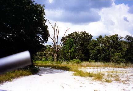 A photo of a partially dead tree standing among a backdrop of green foliage and cloudy skies, with a sandy pathway in the foreground. Morris Bridge Park mountain bike trail.