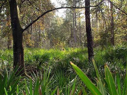 A serene forest scene featuring tall trees and vibrant green foliage, with the ground covered in lush, fan-like plants. Soft natural light filters through the leaves, creating a peaceful and inviting atmosphere. Morris Bridge Park mountain bike trail.