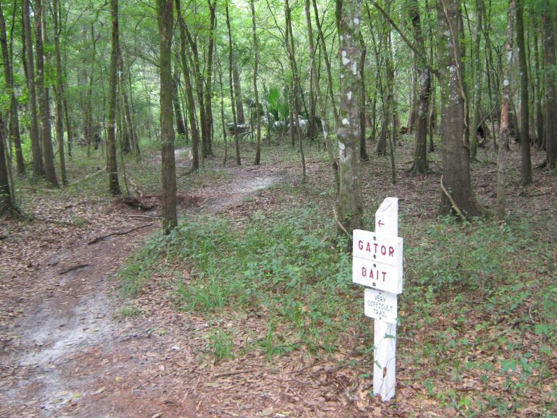 A wooded trail with a sign that reads "GATOR BAIT" and "VERY DIFFICULT TRAIL" near the fork in the path. The area is filled with tall trees and dense green foliage, indicating a natural environment. The ground is covered in leaves and dirt, suggesting it's a walking path. Morris Bridge Park mountain bike trail.