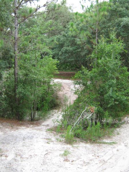 A sandy path winding through a dense area of greenery, flanked by tall pine trees and shrubs. The scene is lush and natural, suggesting an outdoor environment ideal for hiking or exploring. Morris Bridge Park mountain bike trail.