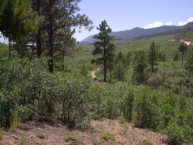 A scenic view of a forested landscape featuring tall pine trees and a winding dirt path leading through lush greenery, with mountains in the background under a clear blue sky. Monument Preserve mountain bike trail.