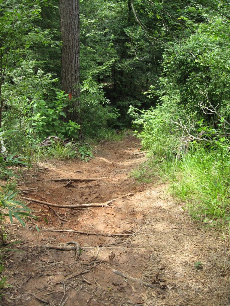 A narrow dirt trail winding through a lush green forest, surrounded by trees and dense foliage. The path is uneven with exposed roots and dry soil, indicating frequent foot traffic and natural wear. Chicot State Park mountain bike trail.