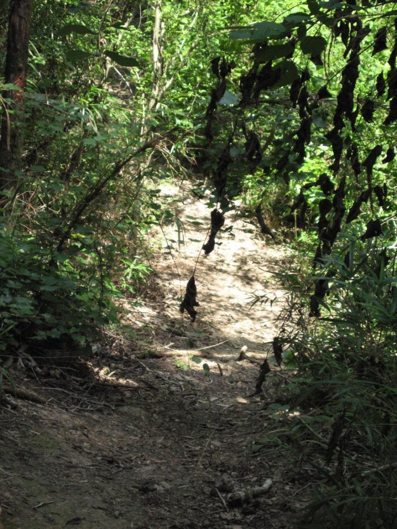 A narrow, winding trail surrounded by lush greenery and undergrowth, with hanging dark leaves and a mostly shaded path leading deeper into the forest. Chicot State Park mountain bike trail.