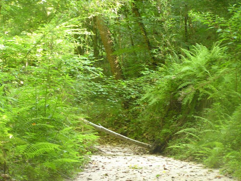 A serene forest path surrounded by lush green foliage and ferns, with scattered leaves on the ground and sunlight filtering through the trees. A fallen branch lies across the trail, adding to the natural beauty of the scene. Tunica Hills WLMA mountain bike trail.