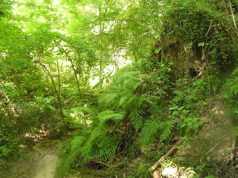 A lush, green forest scene featuring dense foliage, including ferns and various trees. The sunlight filters through the leaves, creating a vibrant and inviting atmosphere. A narrow dirt path winds through the vegetation, hinting at an exploratory trail through the natural setting. Tunica Hills WLMA mountain bike trail.