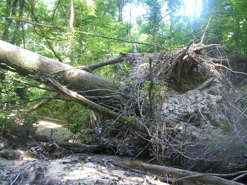 A large, fallen tree lies across a wooded area, with its roots exposed and surrounded by dense greenery. Nearby, a shallow creek is visible, with scattered branches and debris around the tree. Sunlight filters through the leaves, creating a natural, serene environment showcasing the impact of the tree's fall. Tunica Hills WLMA mountain bike trail.